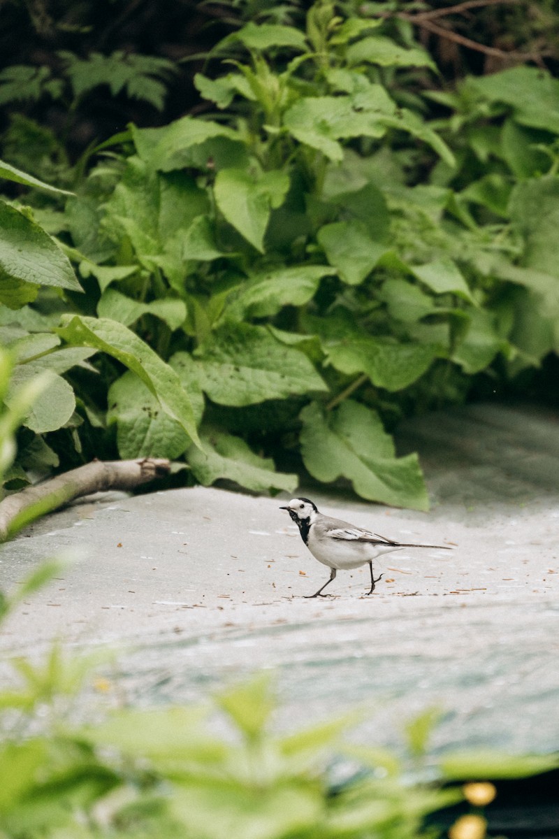 White Wagtail - ML620780752