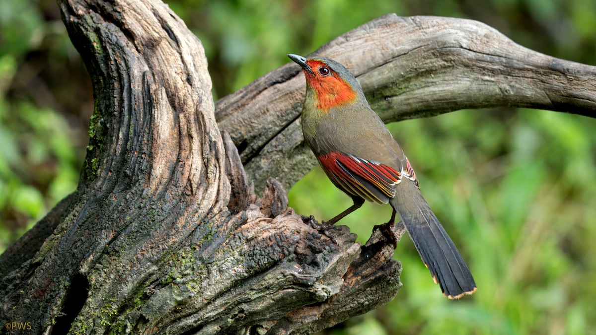 Scarlet-faced Liocichla - ML620780756