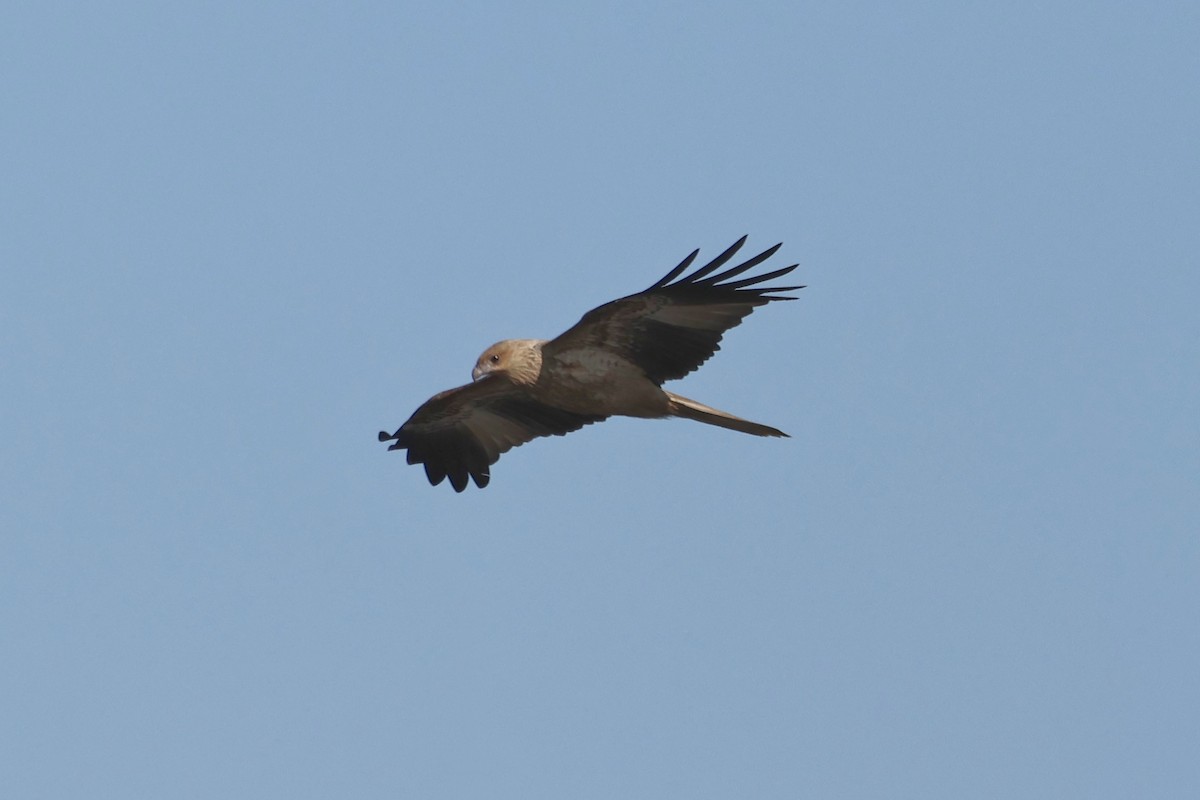 Whistling Kite - ML620780758