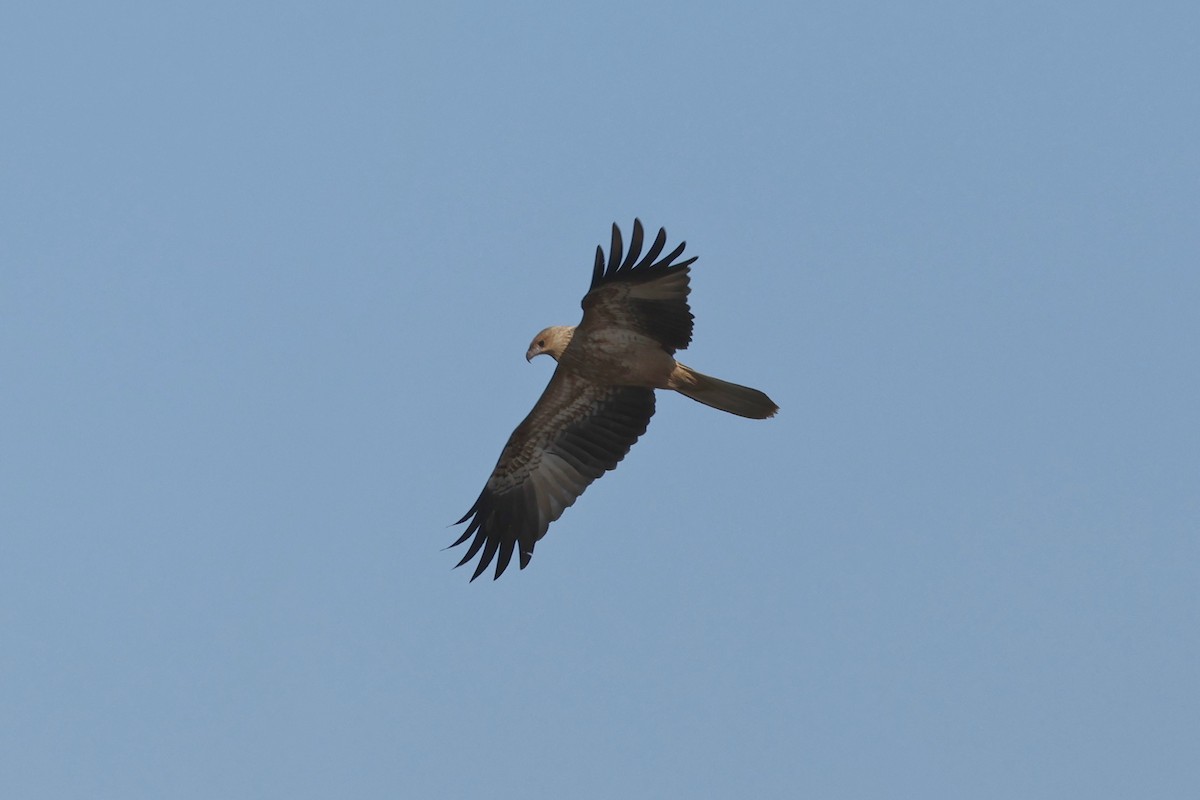 Whistling Kite - ML620780759