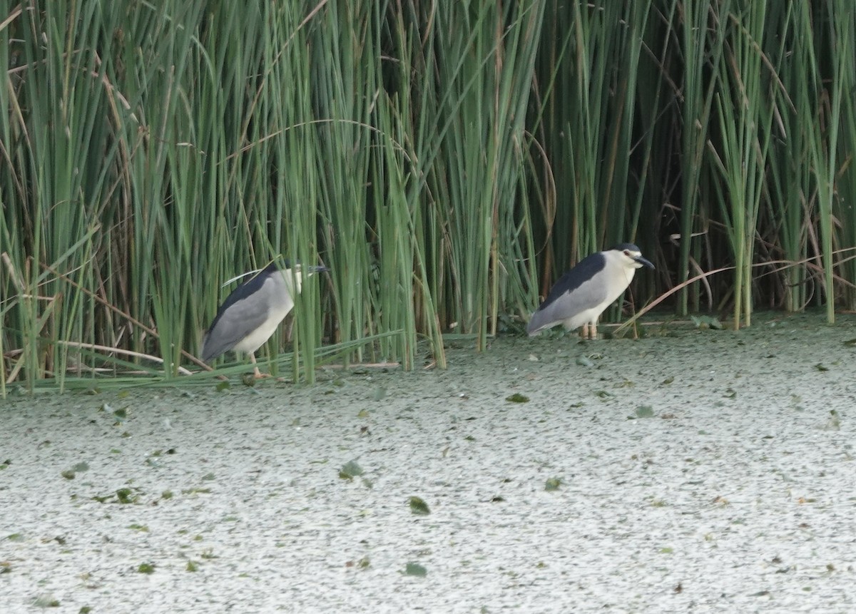 Black-crowned Night Heron - ML620780760