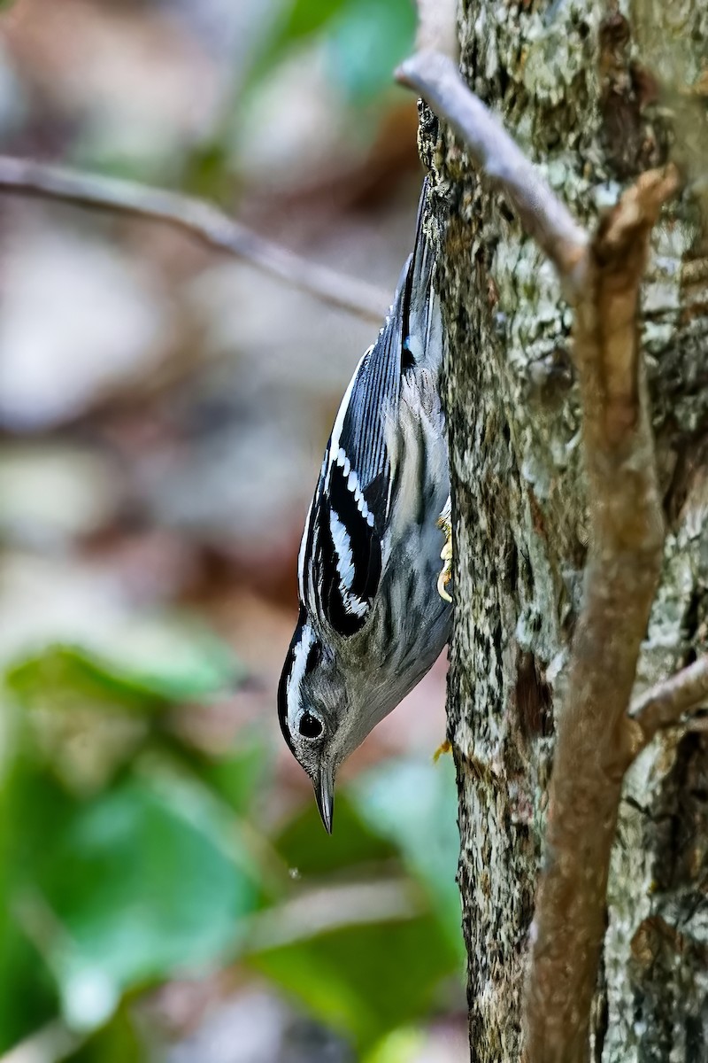 Black-and-white Warbler - ML620780762