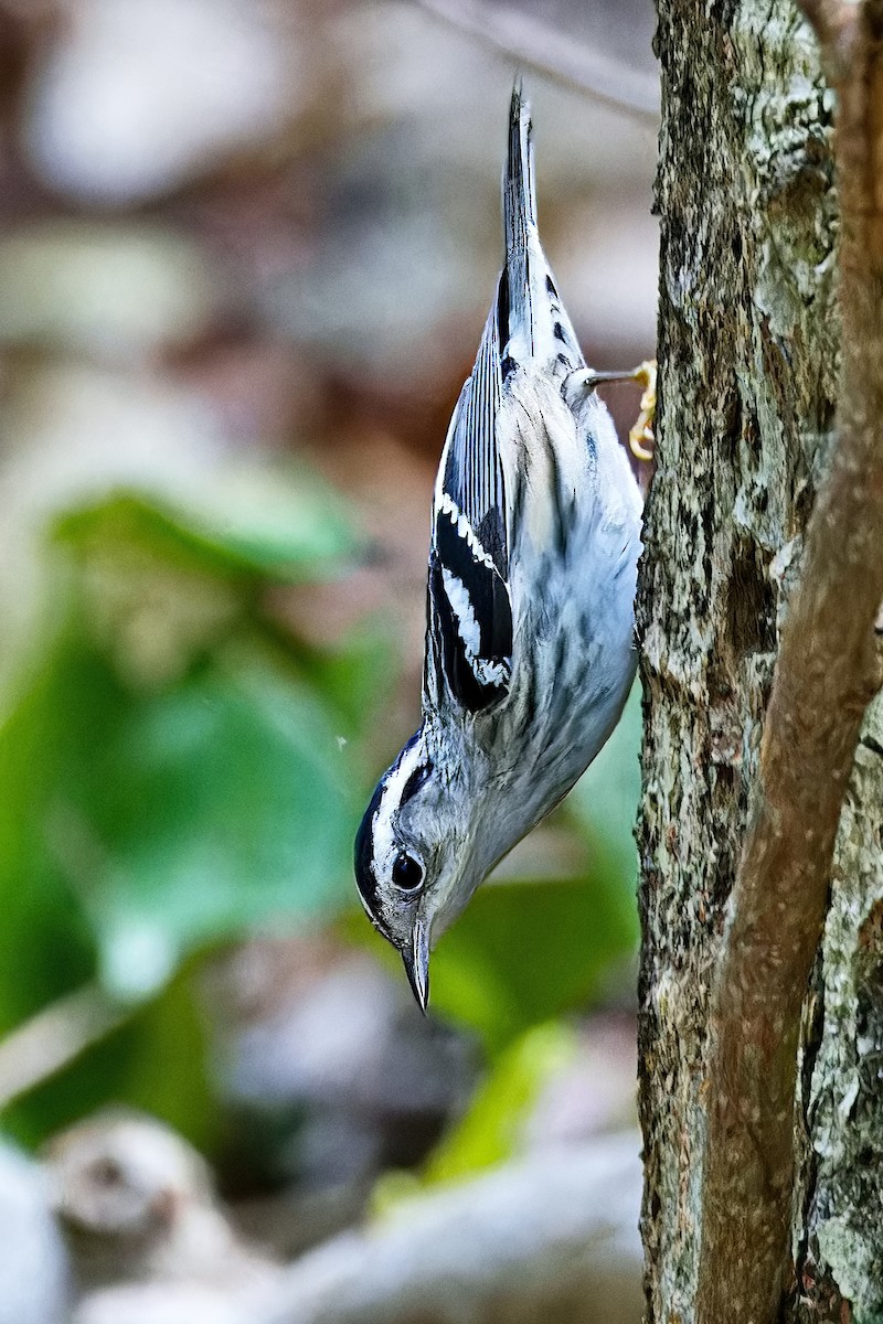 Black-and-white Warbler - ML620780763