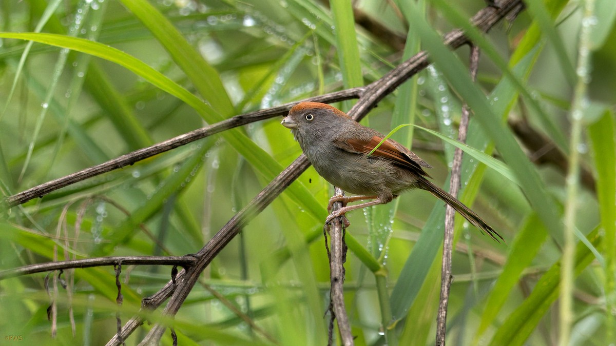 Ashy-throated Parrotbill - ML620780764