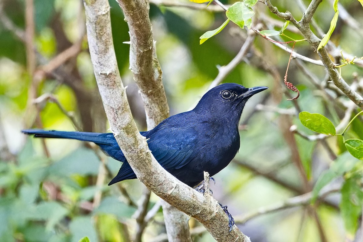 Black Catbird - ML620780766