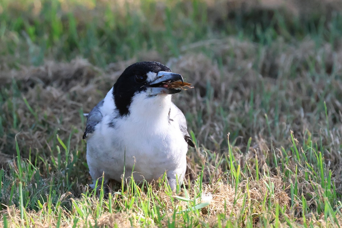 Gray Butcherbird - ML620780774