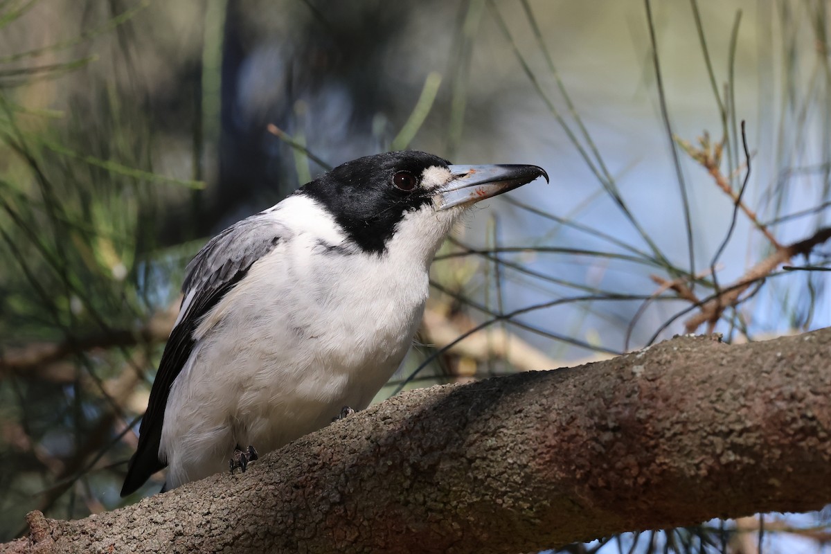 Gray Butcherbird - ML620780775