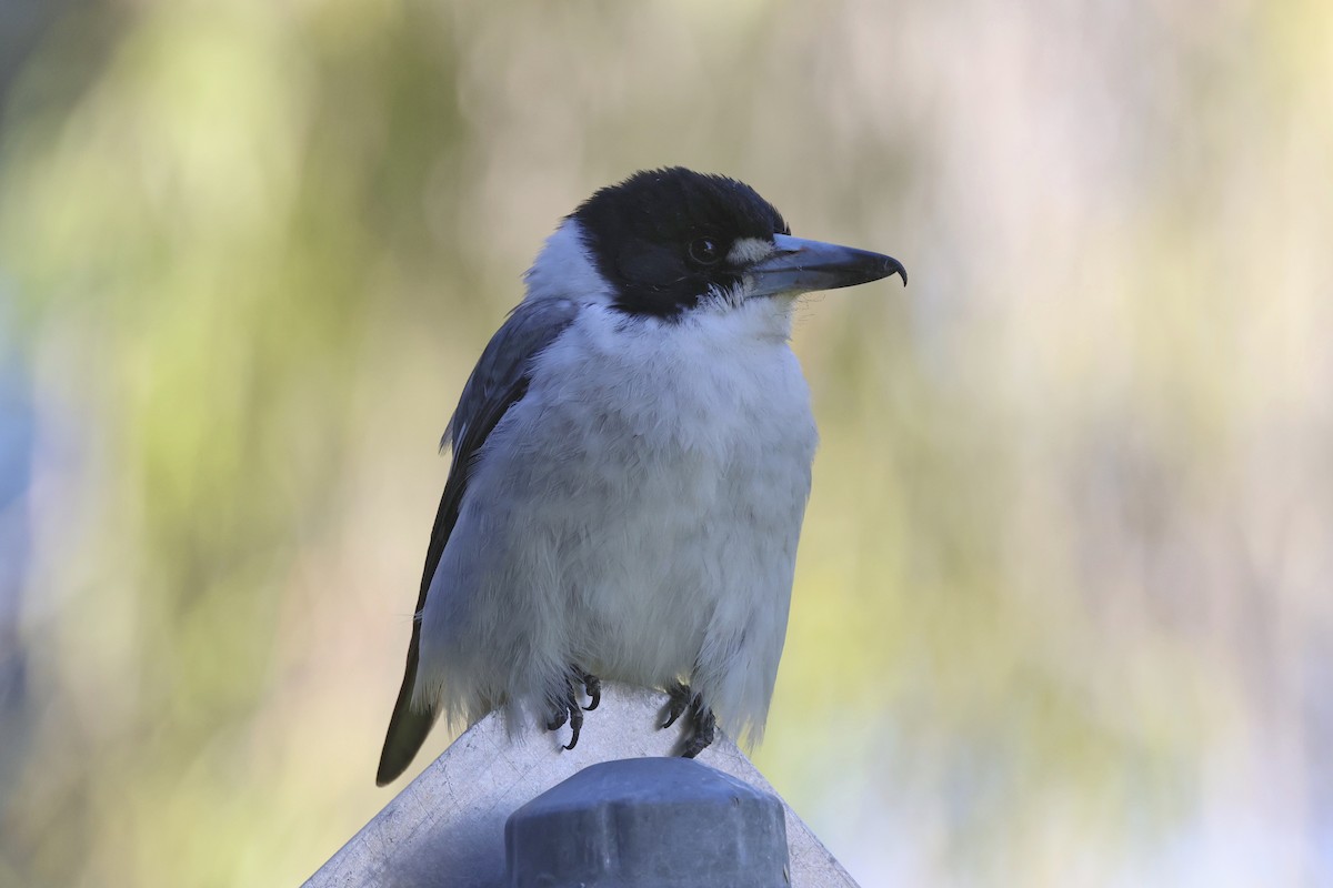 Gray Butcherbird - ML620780780