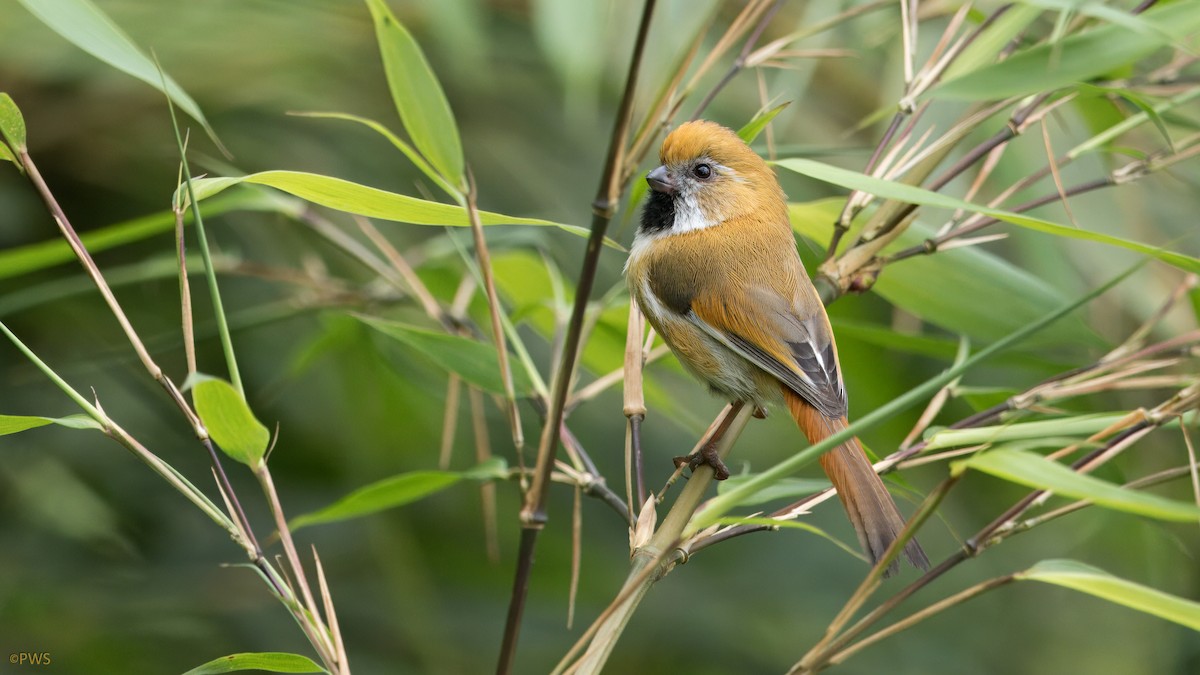 Paradoxornis de Verreaux - ML620780781