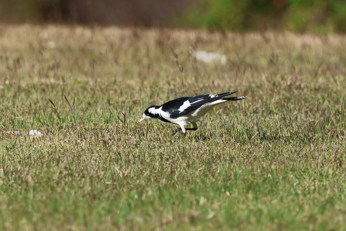 Magpie-lark - ML620780782