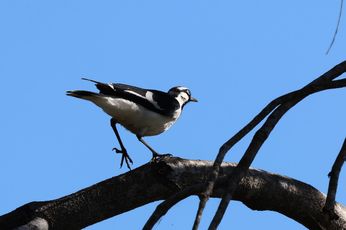 Magpie-lark - ML620780783