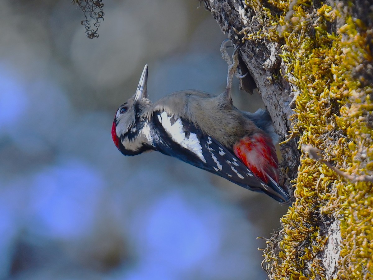 Himalayan Woodpecker - ML620780794