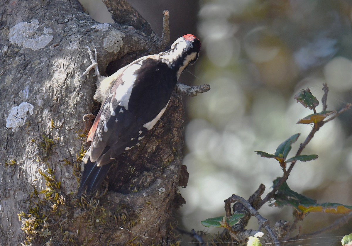 Himalayan Woodpecker - ML620780795