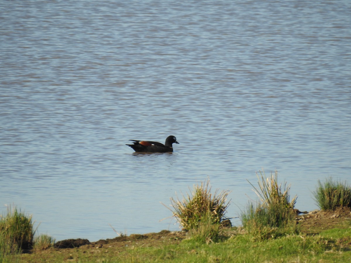 Australian Shelduck - ML620780797