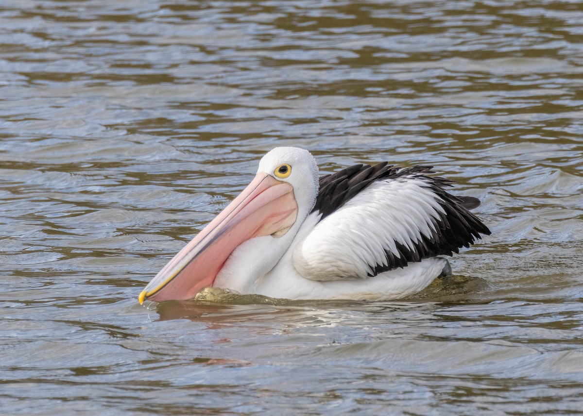 Australian Pelican - ML620780803