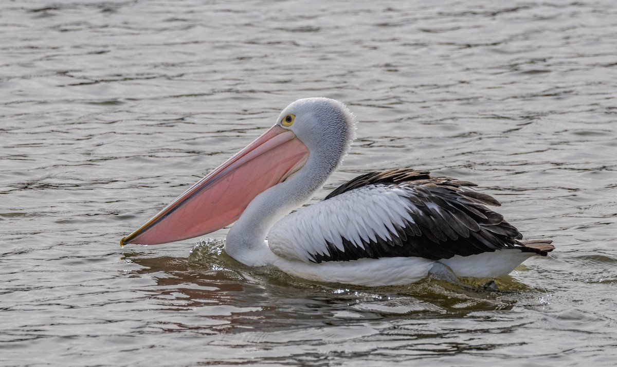 Australian Pelican - ML620780805