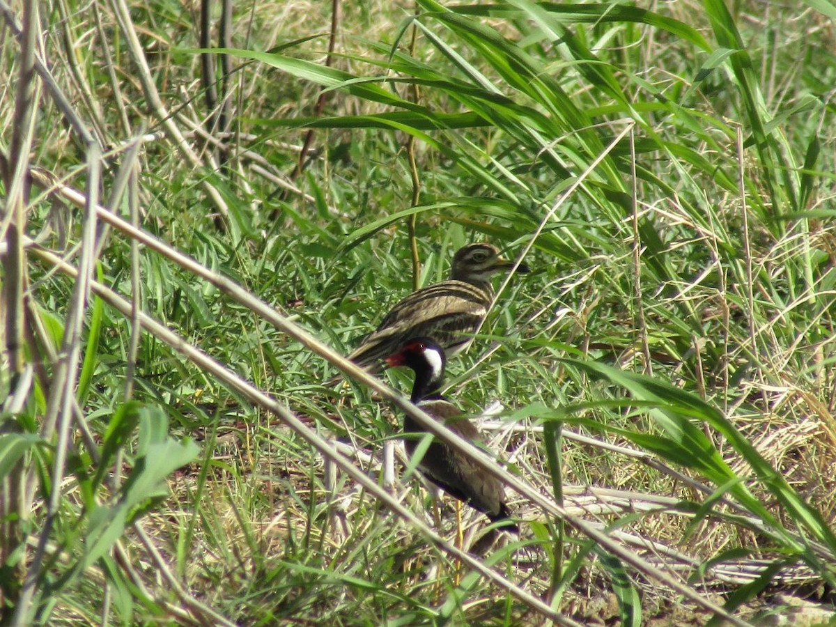 Indian Thick-knee - ML620780806