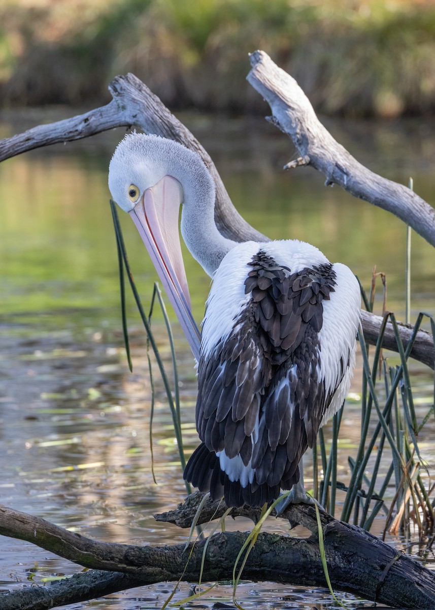 Australian Pelican - Julie Clark