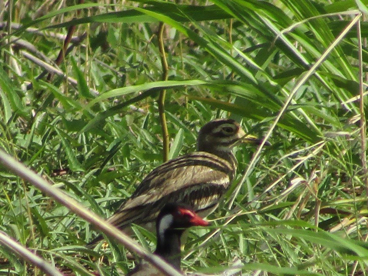 Indian Thick-knee - ML620780808