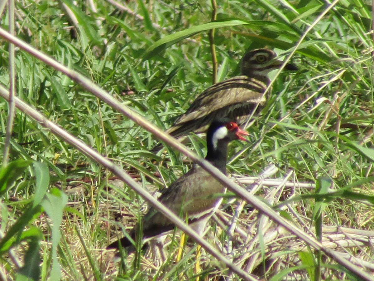 Indian Thick-knee - ML620780809