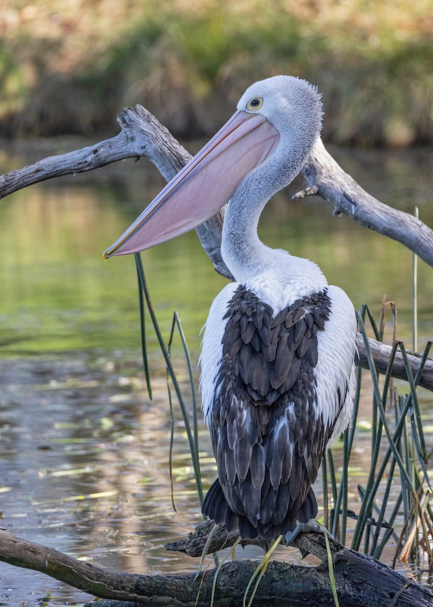 Australian Pelican - ML620780811