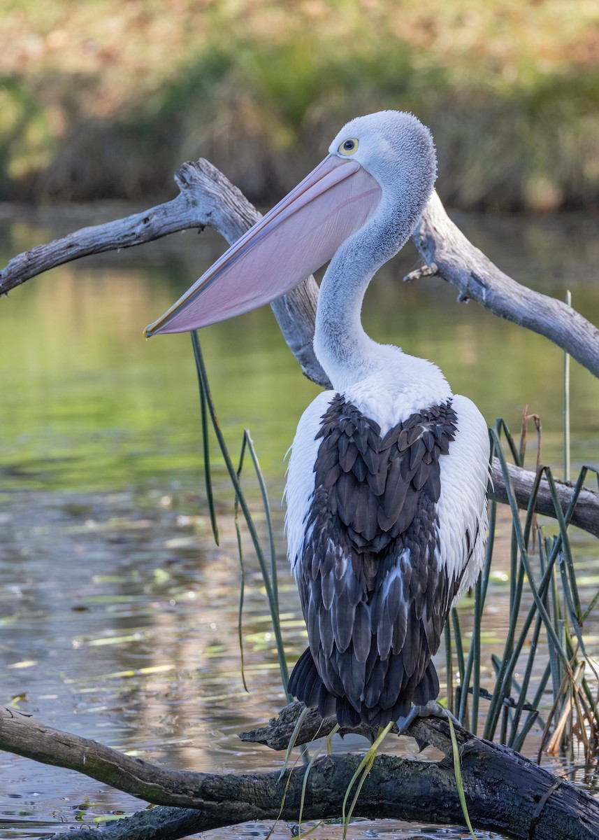 Australian Pelican - ML620780812