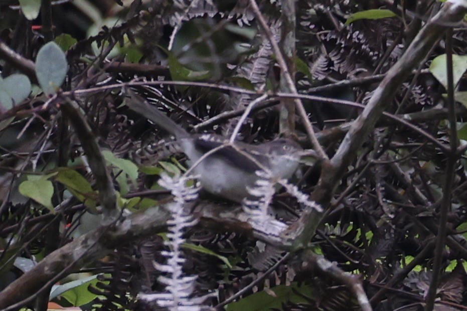 Cream-vented Bulbul - ML620780814