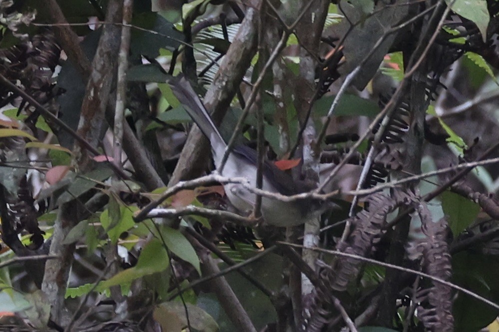 Bulbul Ojiblanco - ML620780815