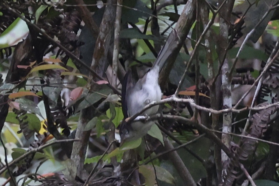 Bulbul aux yeux blancs - ML620780816