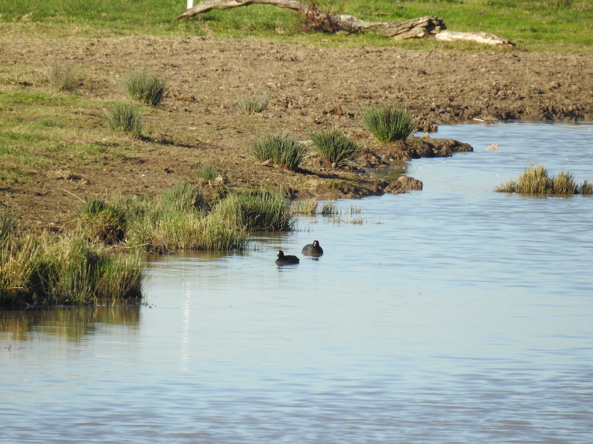 Eurasian Coot - ML620780817