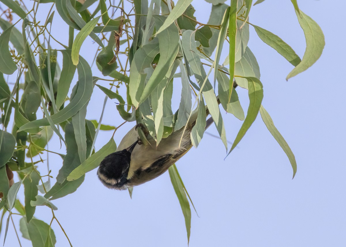 White-naped Honeyeater - ML620780819