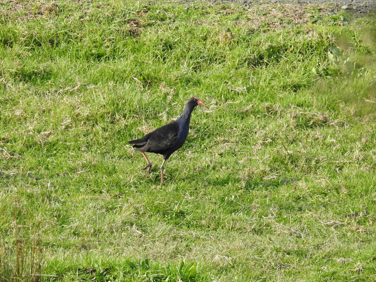 Australasian Swamphen - ML620780821