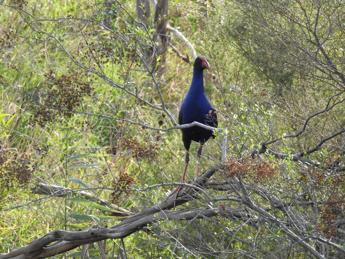 Australasian Swamphen - ML620780822