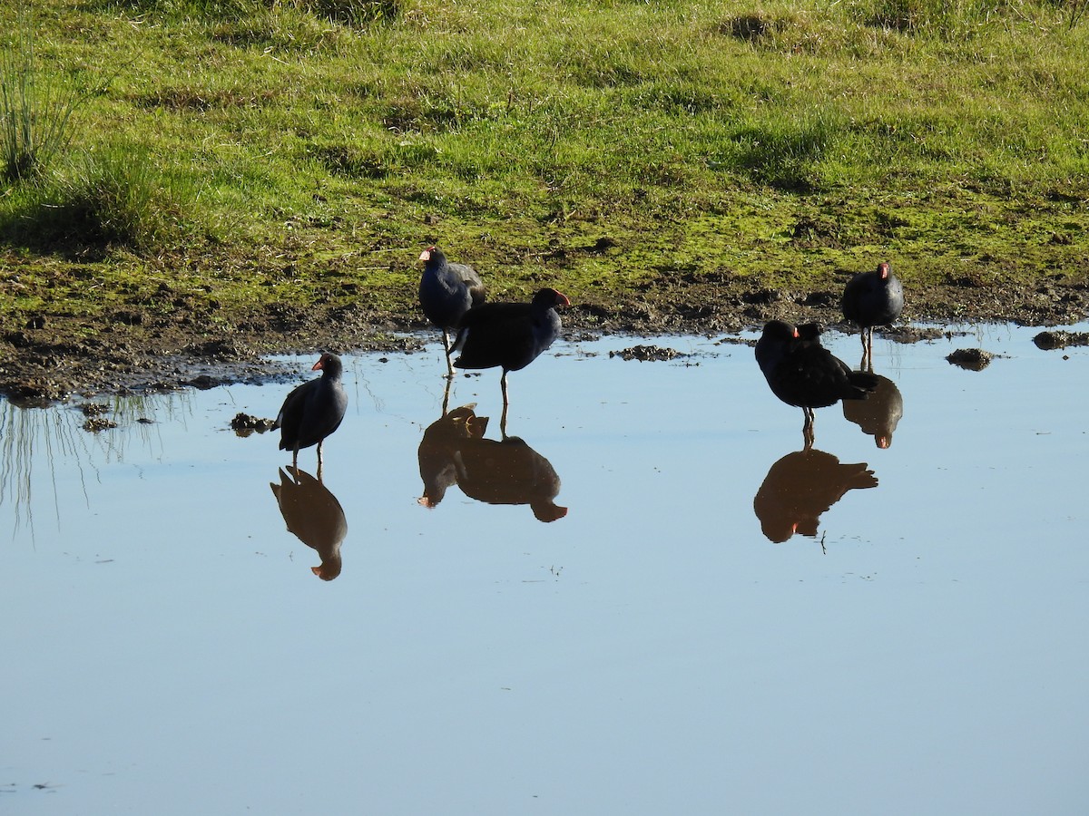 Australasian Swamphen - ML620780823