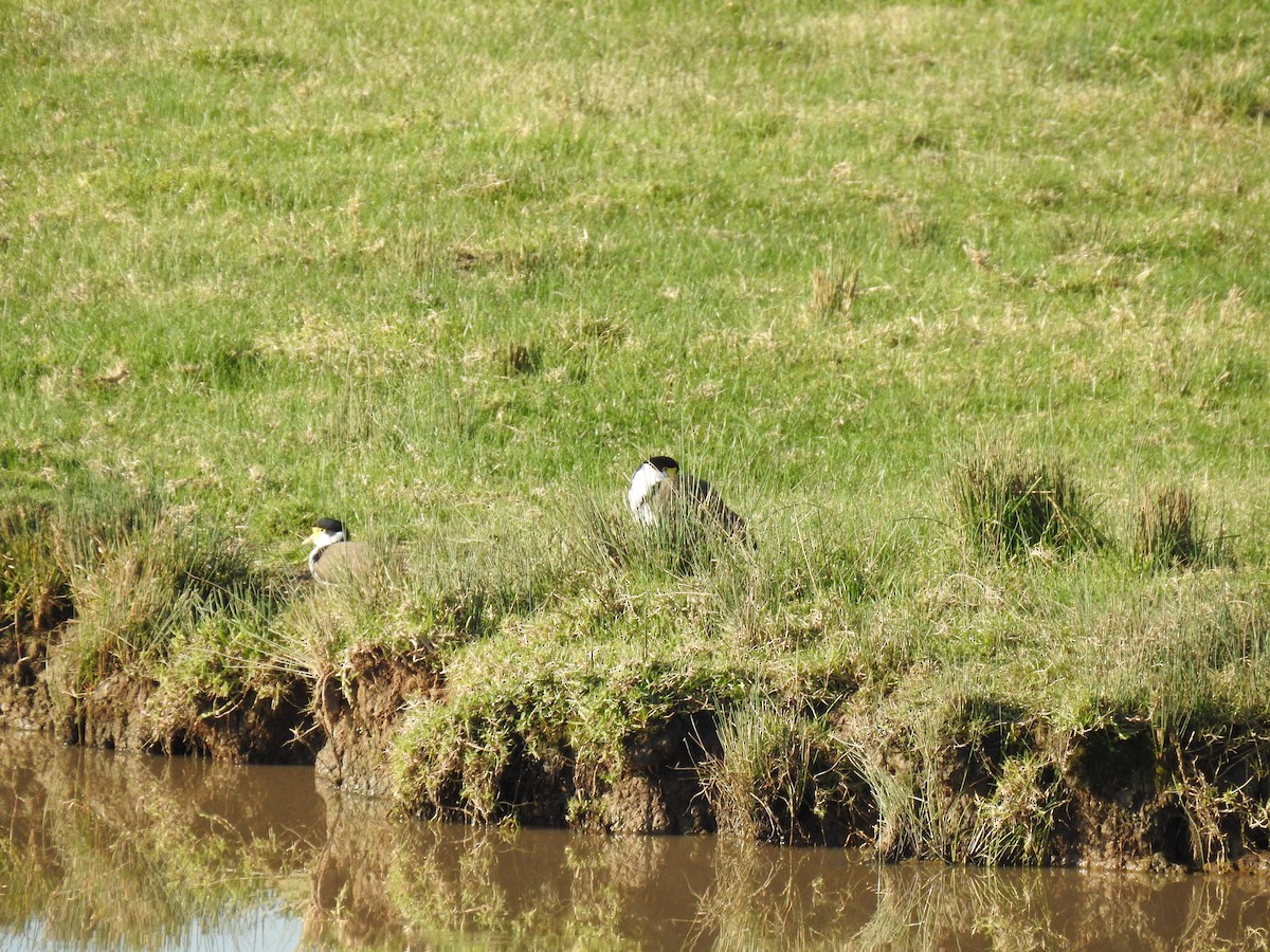 Masked Lapwing - ML620780825