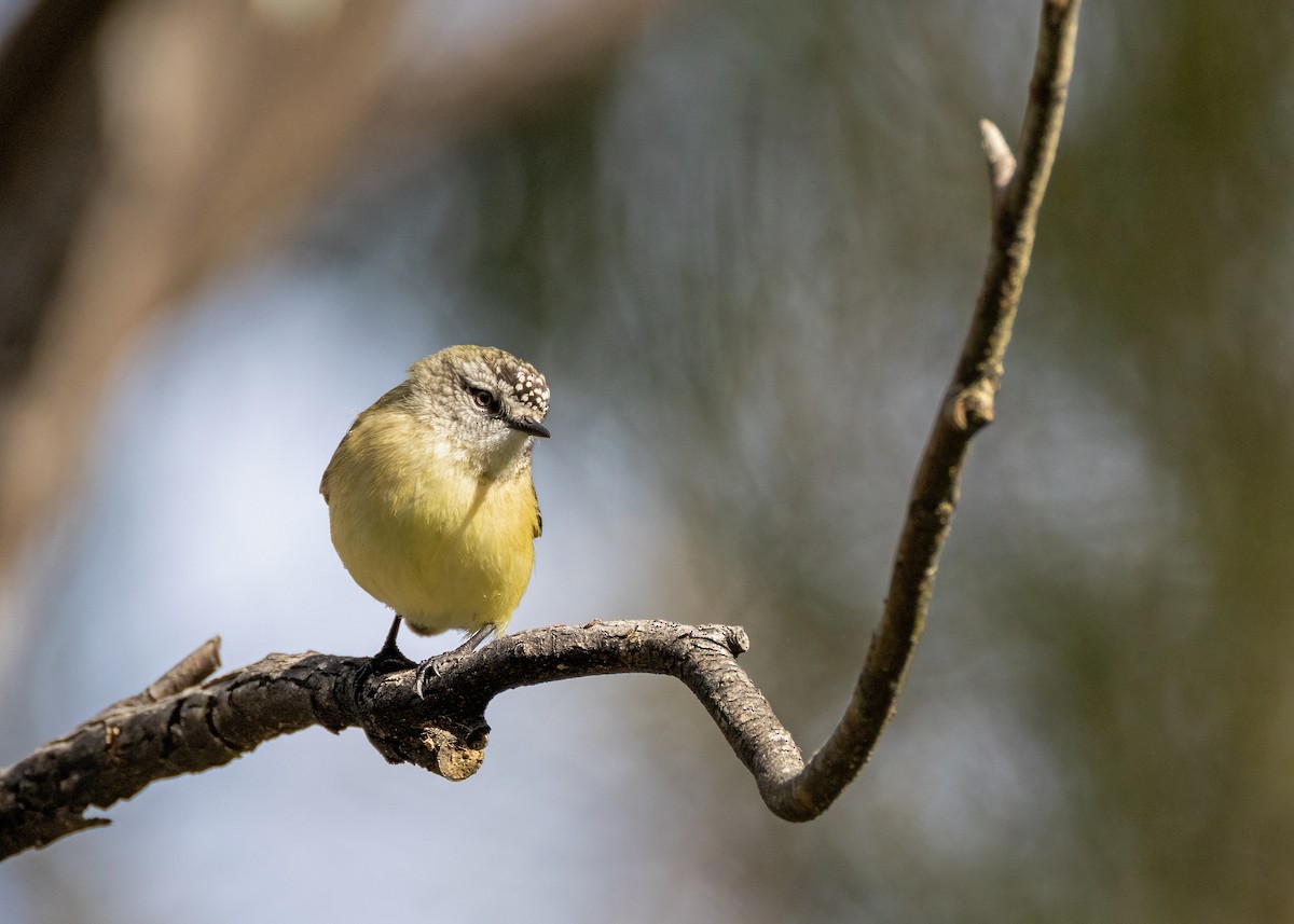 Yellow-rumped Thornbill - ML620780829