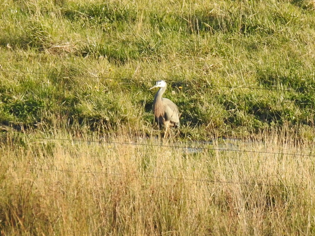 White-faced Heron - ML620780830