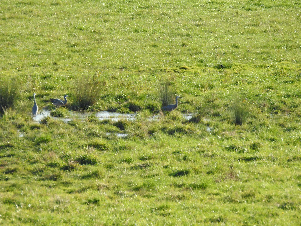 White-faced Heron - ML620780831