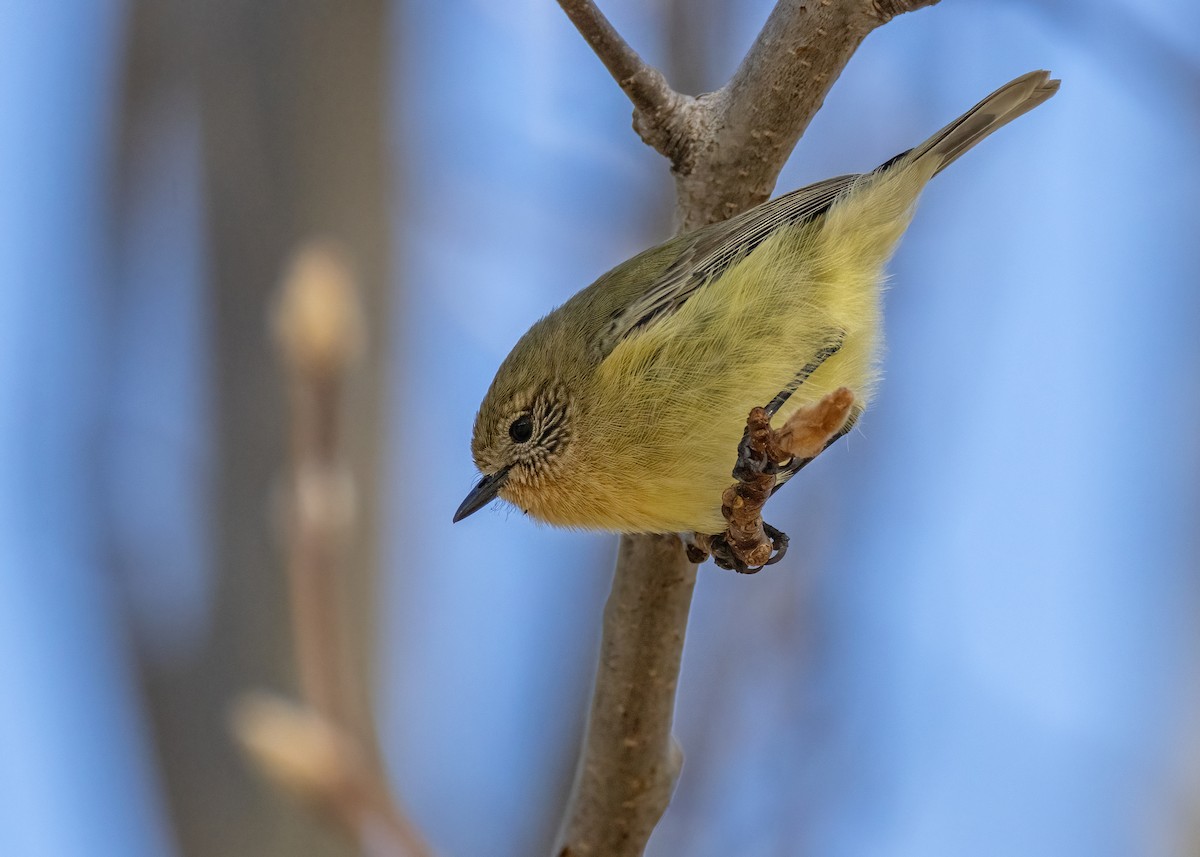 Yellow Thornbill - ML620780832