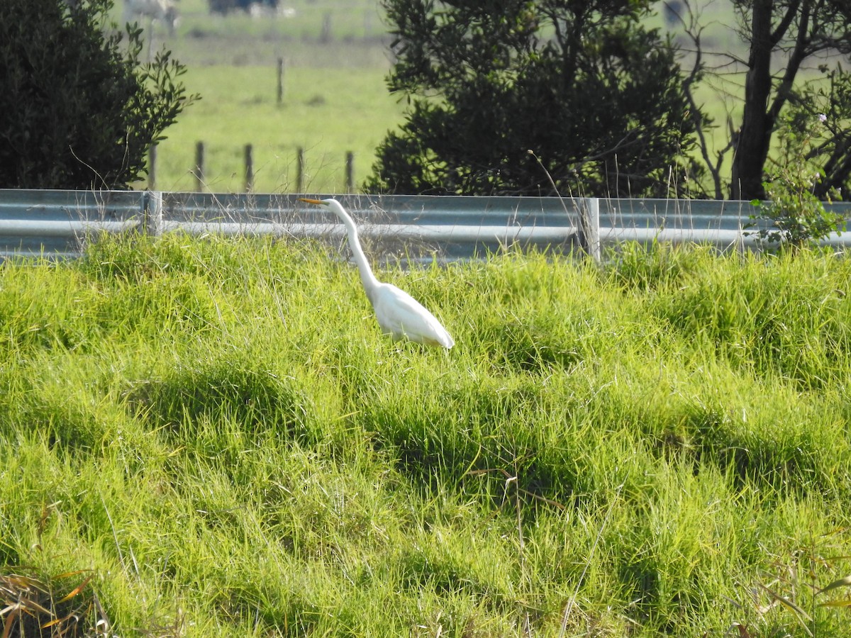 Great Egret - ML620780834