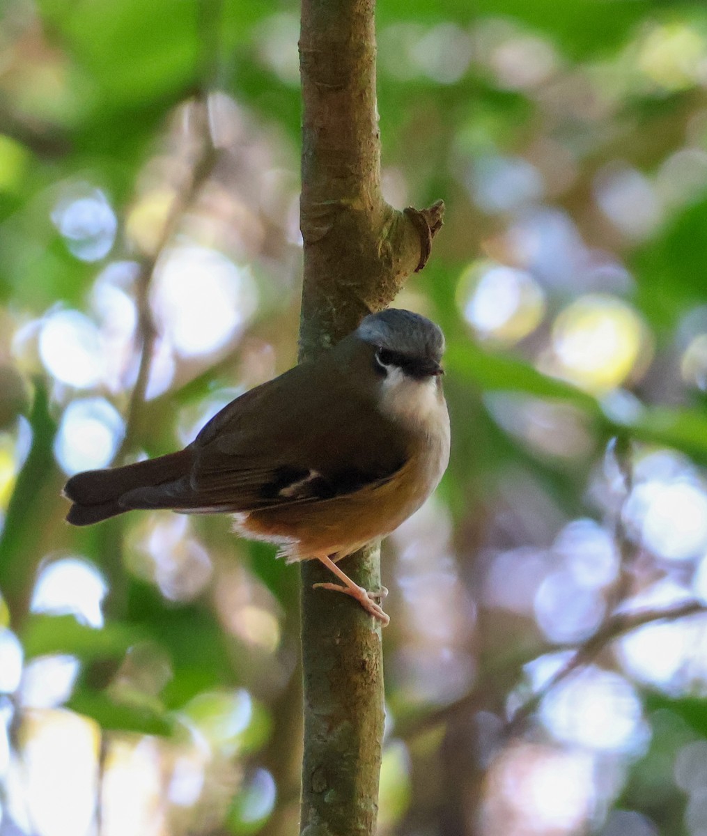 Gray-headed Robin - ML620780836