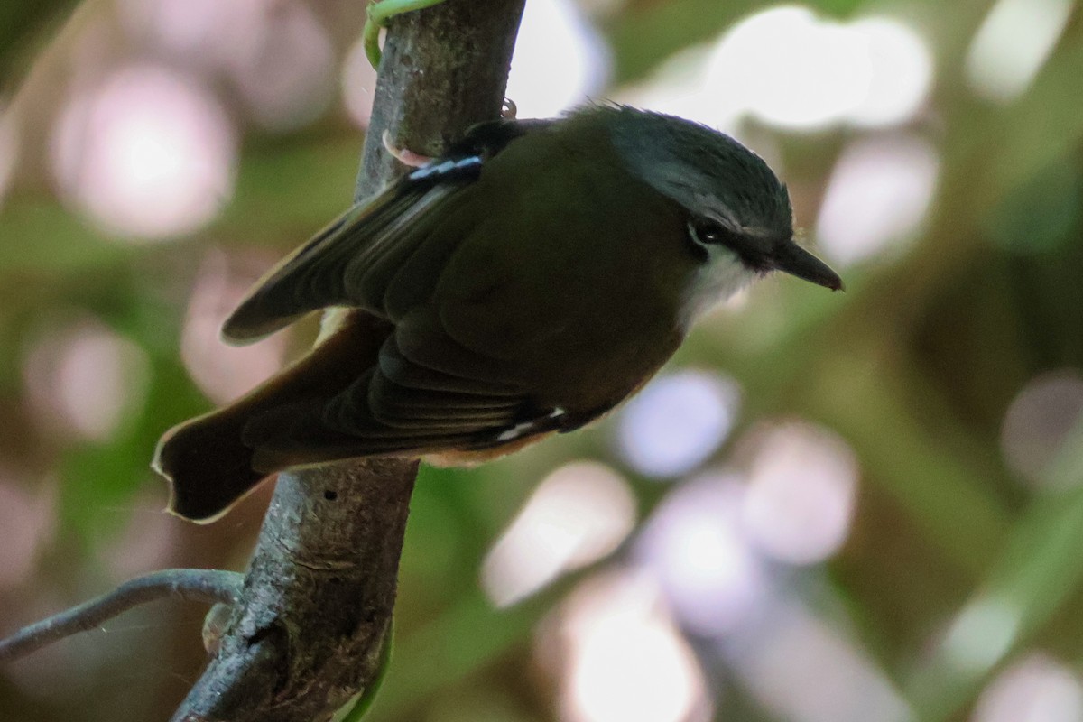 Gray-headed Robin - ML620780837