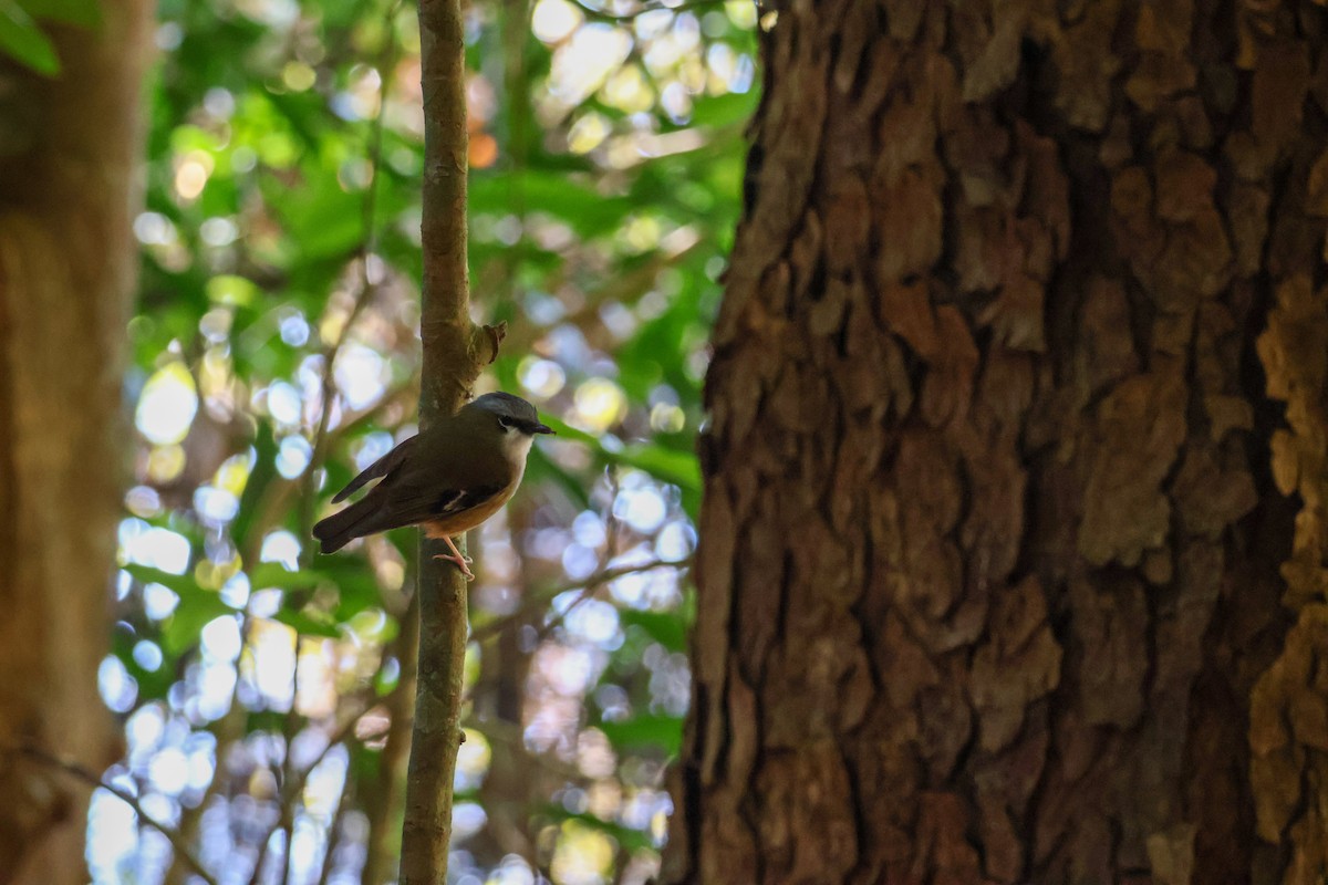 Gray-headed Robin - ML620780839