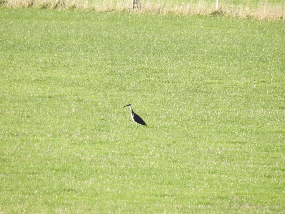 Straw-necked Ibis - ML620780840