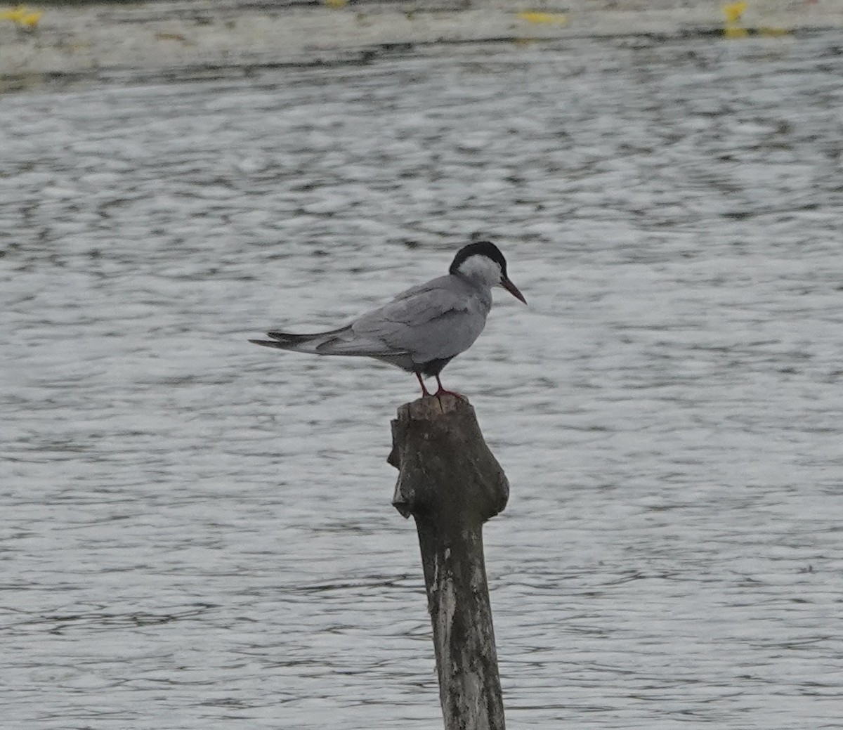 Whiskered Tern - ML620780842