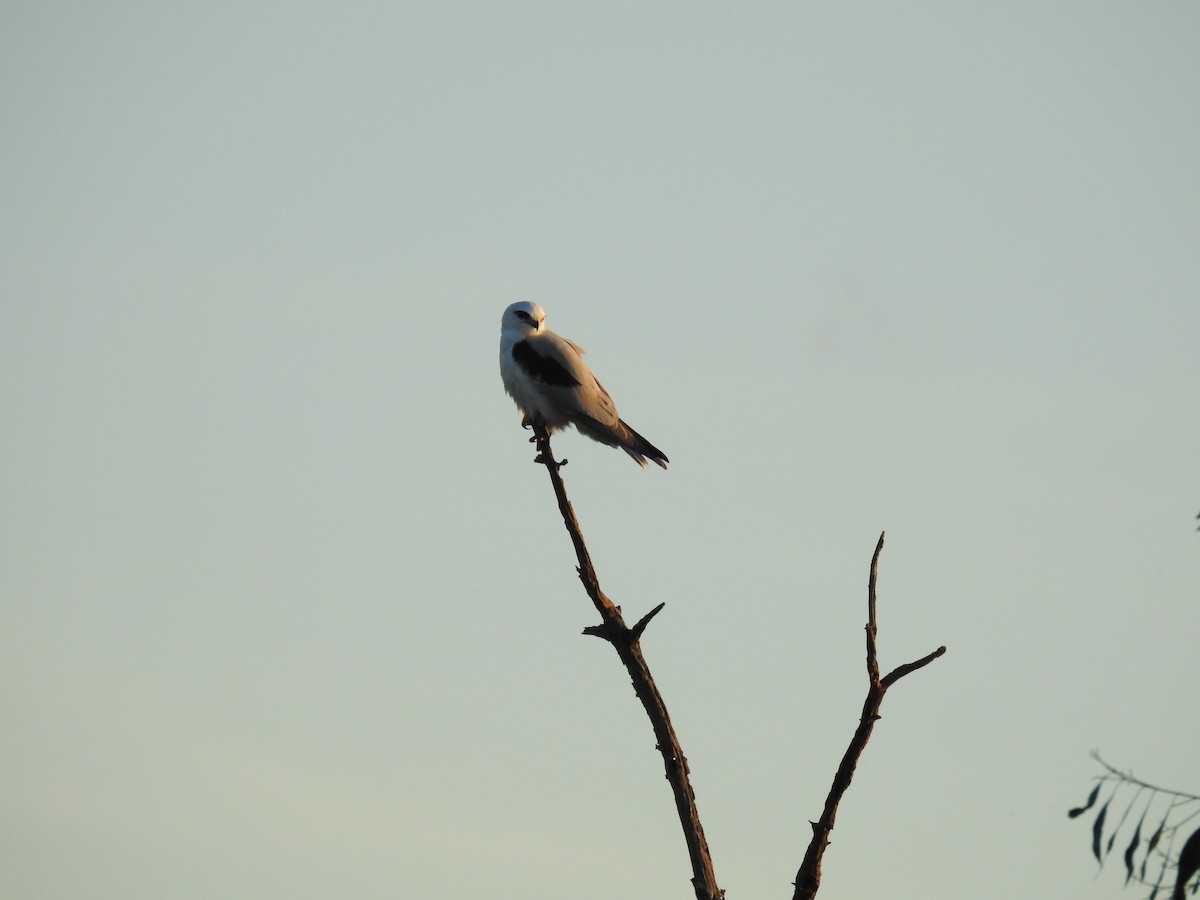 Black-shouldered Kite - sharon dodd