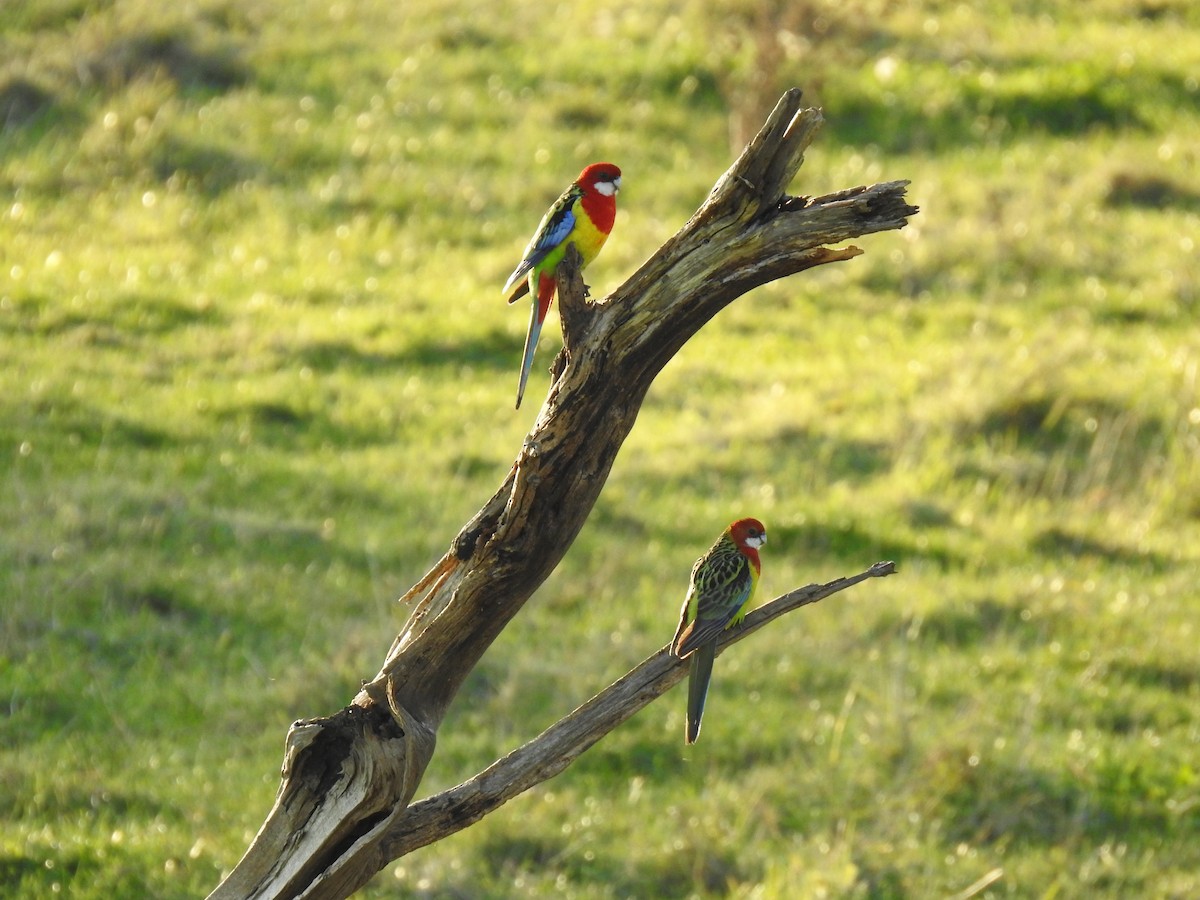 Eastern Rosella - ML620780852