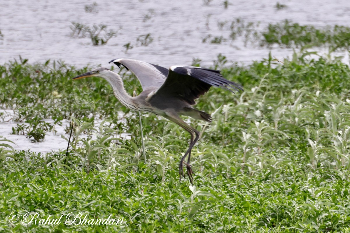 Gray Heron - ML620780855