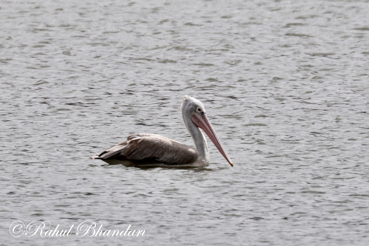 Spot-billed Pelican - ML620780856