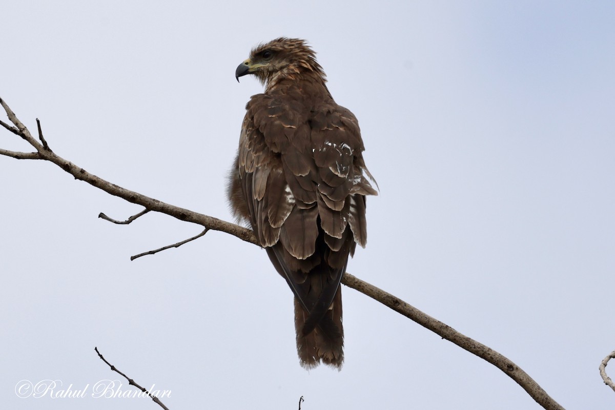 Black Kite - ML620780860